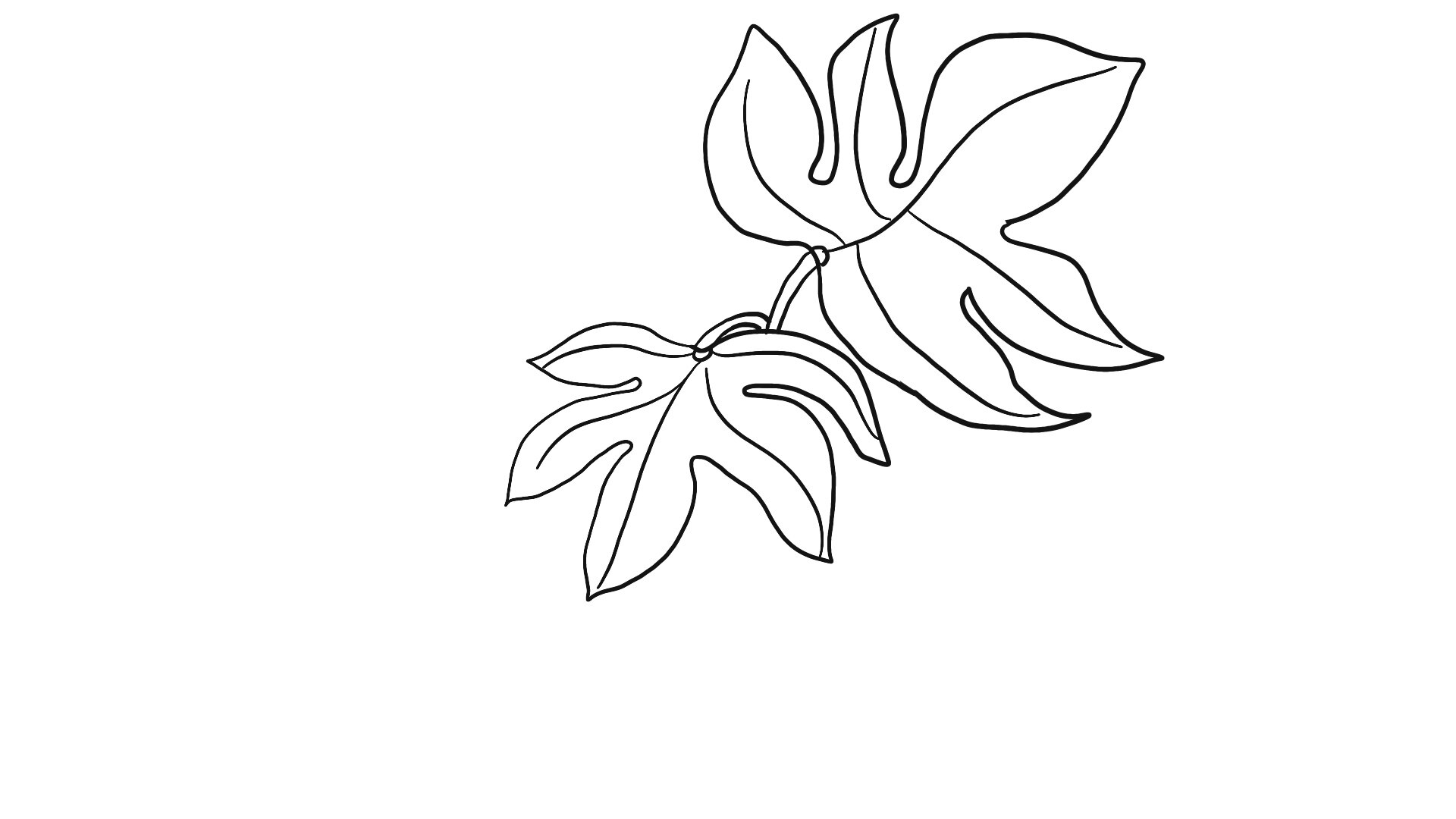 八角金盘简笔画 八角金盘简笔画怎么画