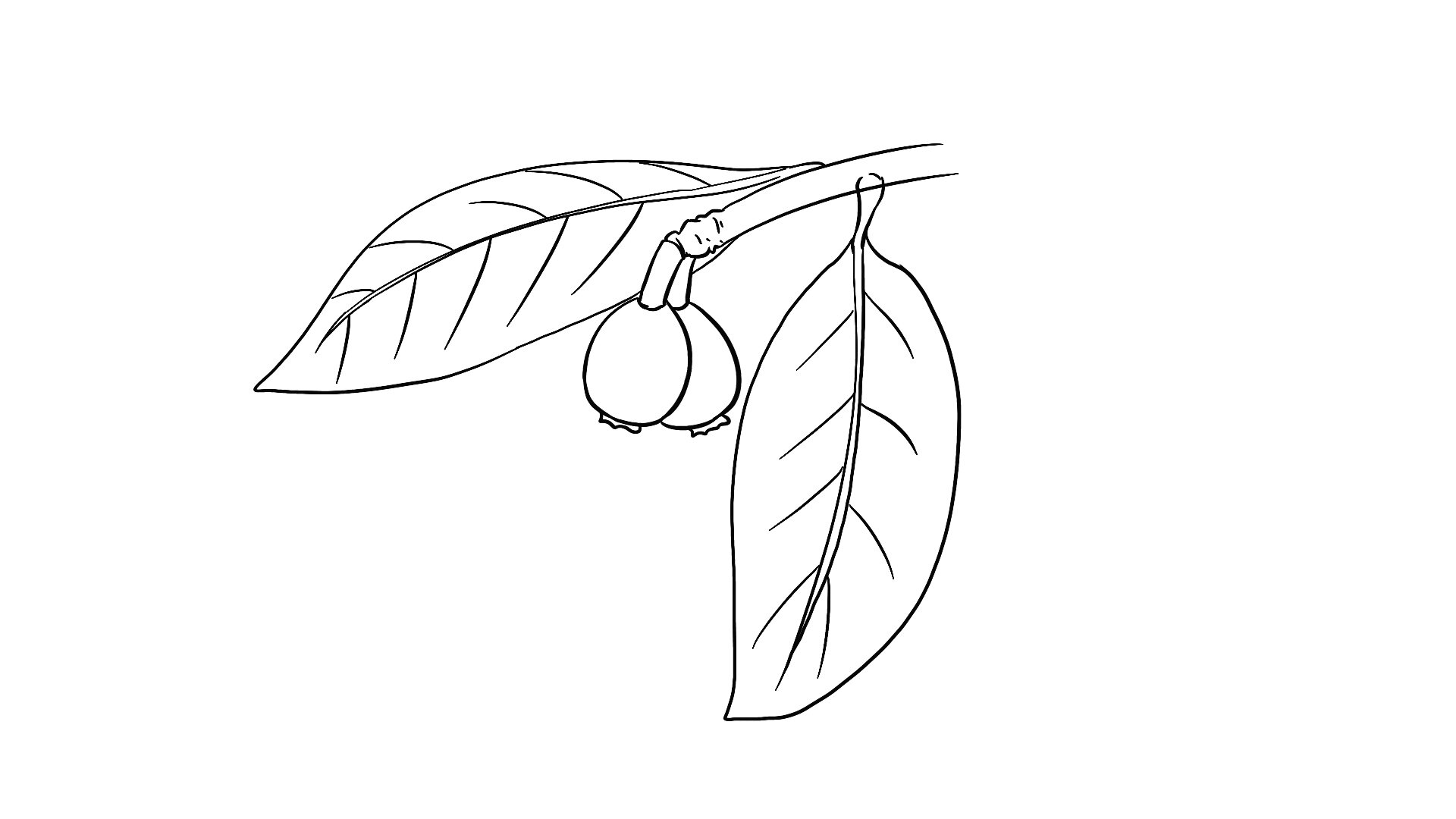 枇杷树的简笔画图片图片
