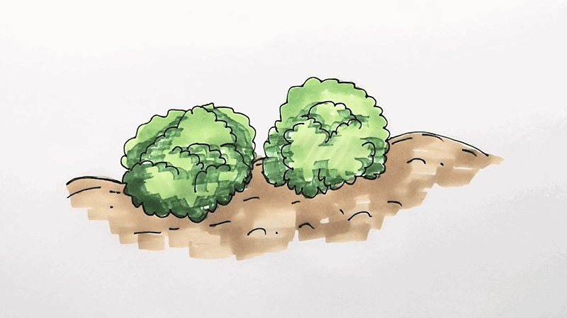 树丛简笔画 树丛的简笔画