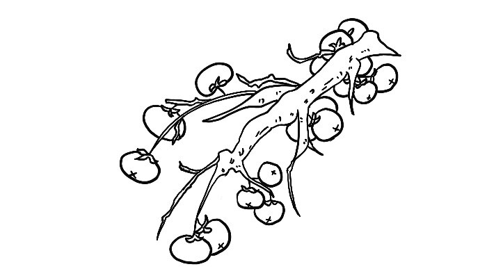 简笔柿子树枝的画法图片