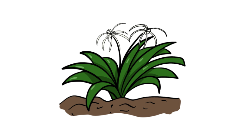 文殊兰简笔画 文殊兰简笔画怎么画