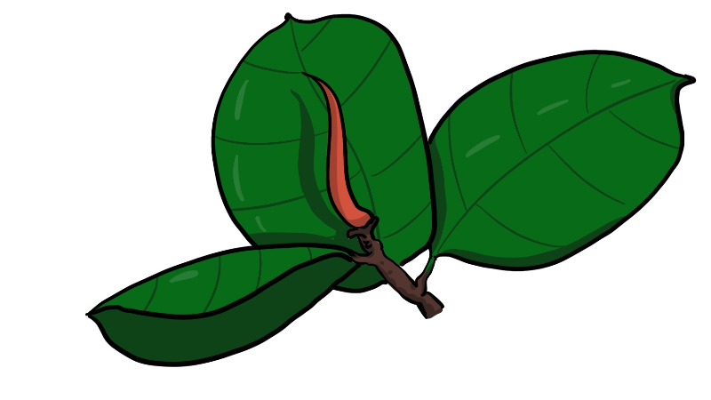 印度橡皮树简笔画 印度橡皮树简笔画怎么画
