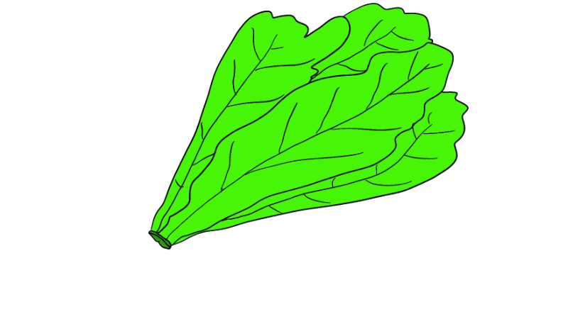 芥菜简笔画 芥菜简笔画怎么画