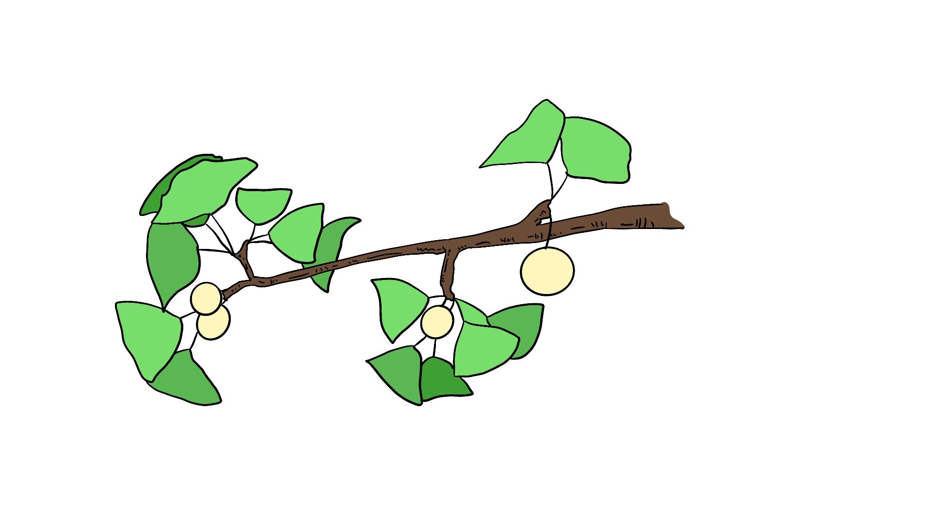 67银杏果简笔画 67银杏果的简笔画