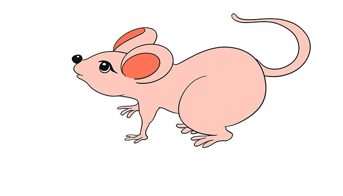 老鼠简笔画卡通可爱 老鼠简笔画卡通可爱怎么画
